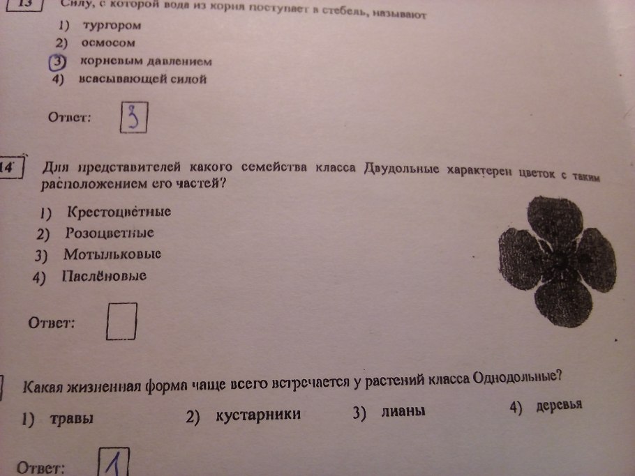 К какому классу относят растение лист которого показан на рисунке