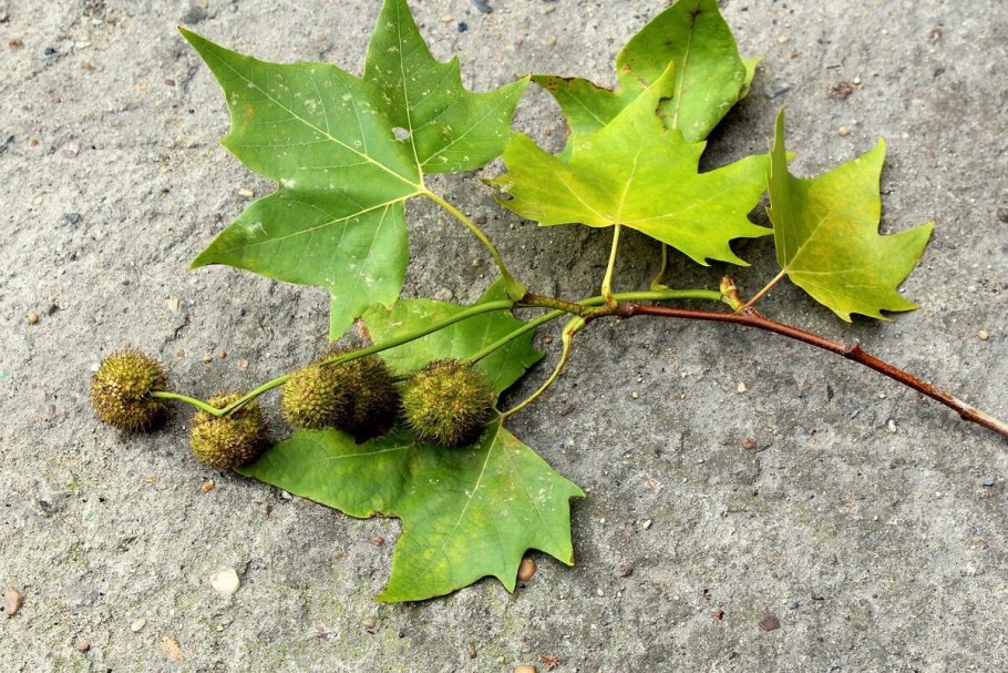 Платан Восточный Platanus