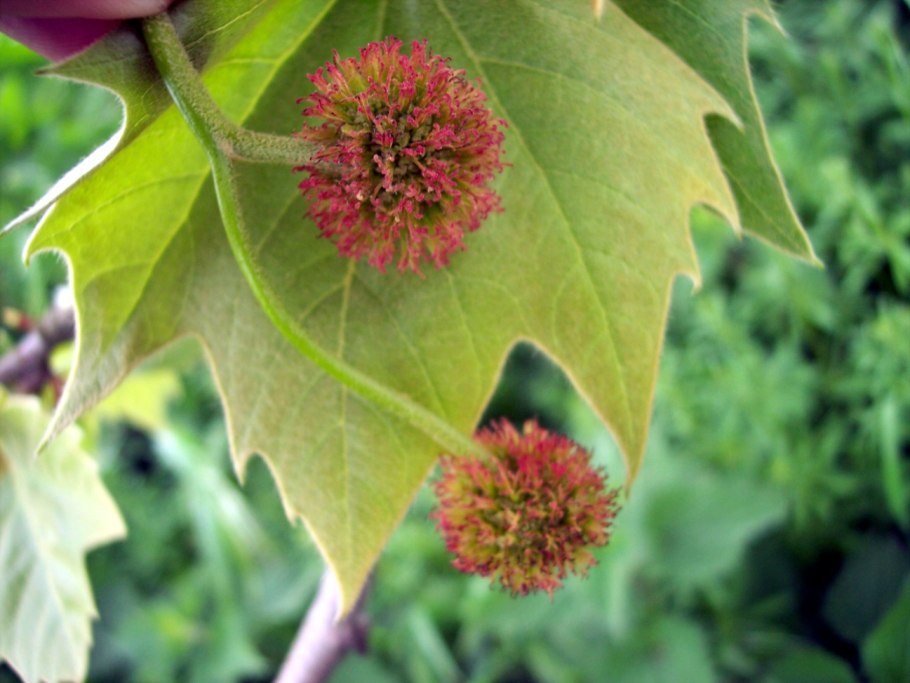 Платан кленолистный