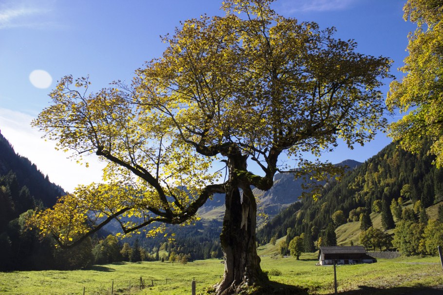 Платан Восточный (Чинар)