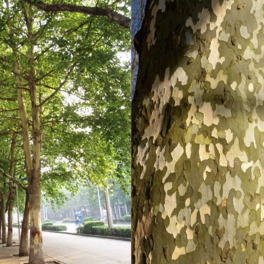 Платан Восточный (Platanus orientalis)