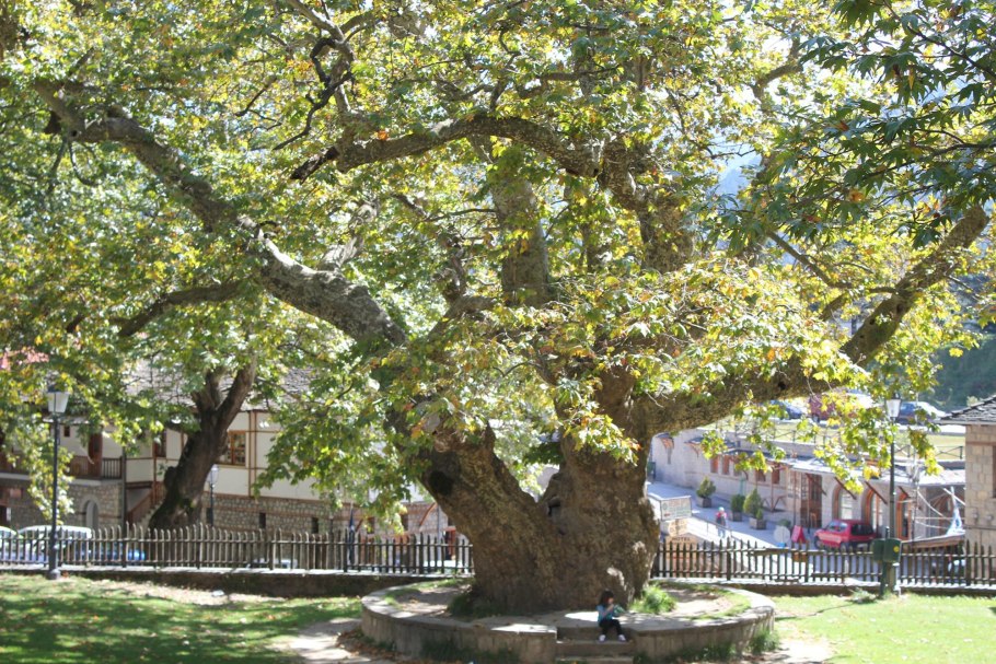 Платан сикомор