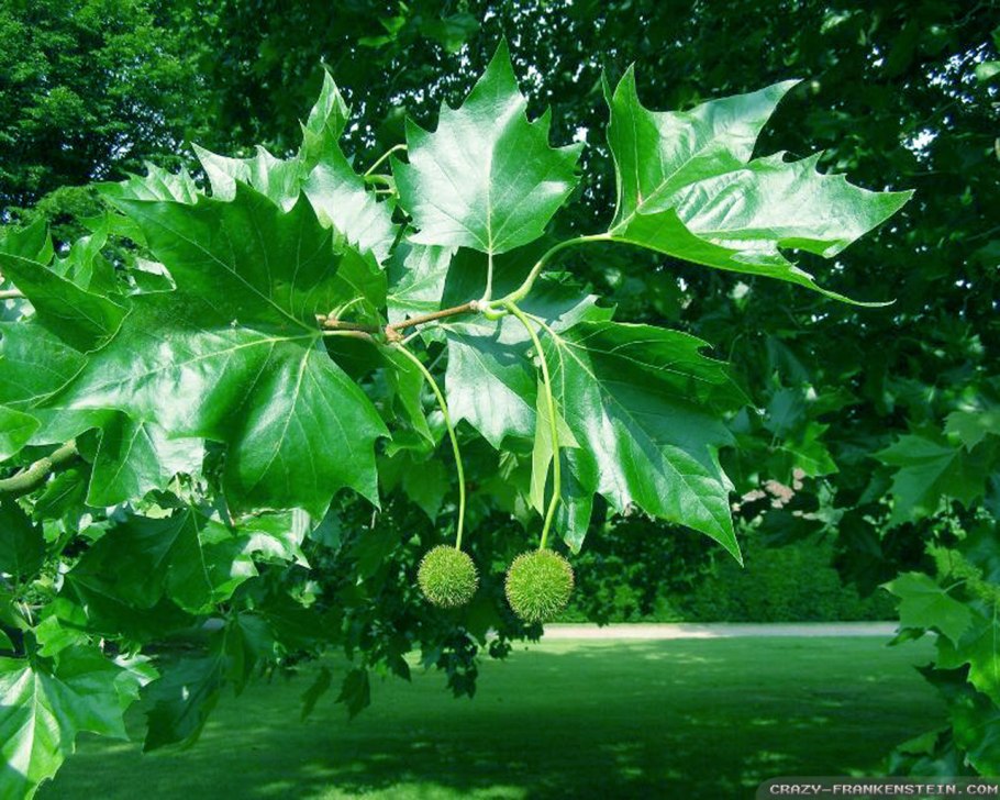 Платан Восточный (Чинар)