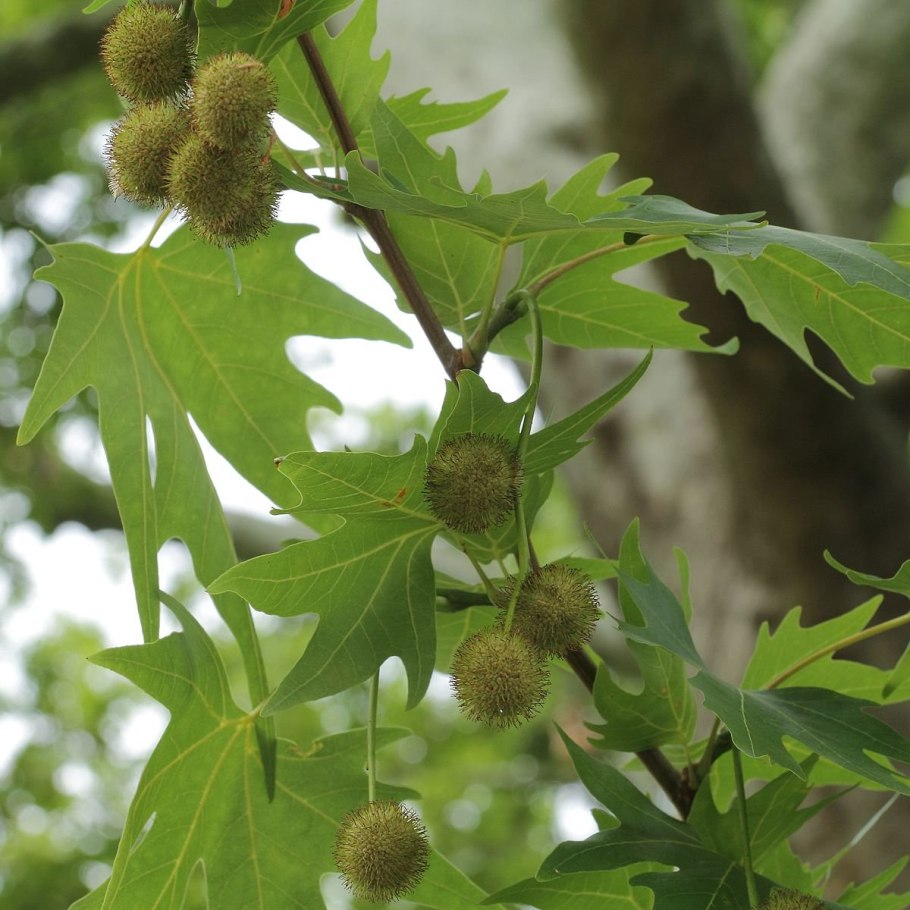 Platanus orientalis дерево