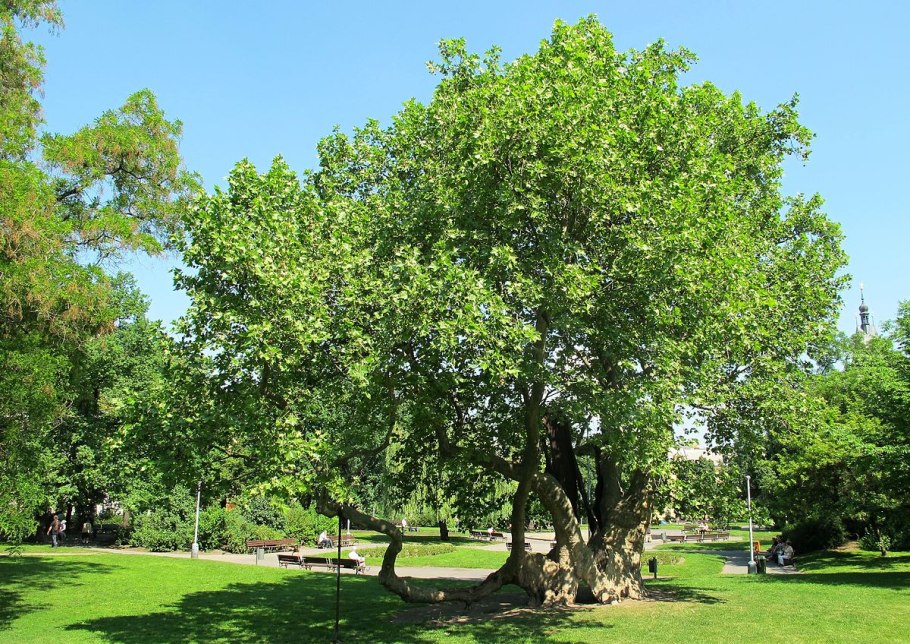 Platanus orientalis дерево