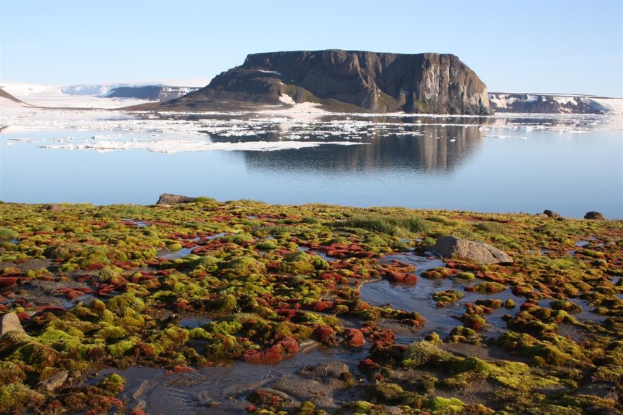 Камнеломка и Полярный Мак