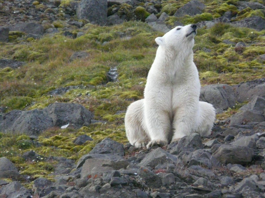 Архипелаг Франца Иосифа