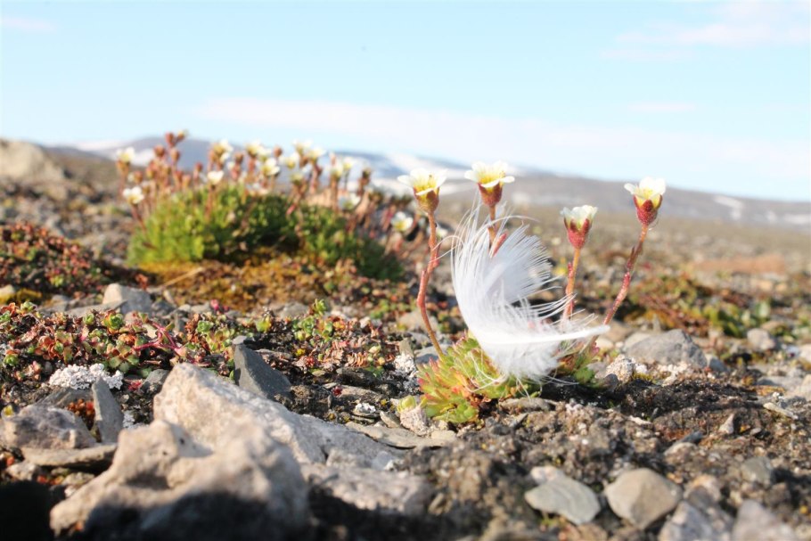 Остров Врангеля Флора