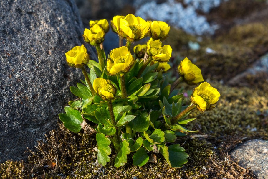 Растения земли Франца Иосифа