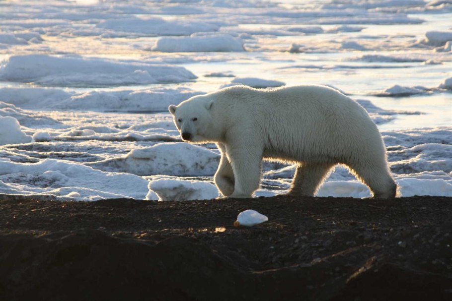 Земля Франца Иосифа моржи