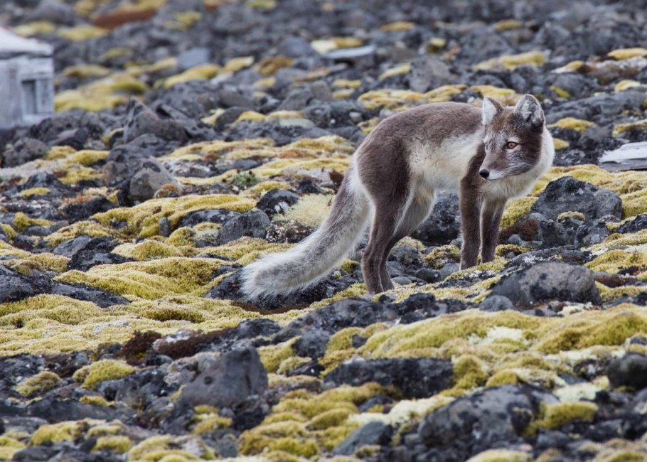Полярная Ива на земле Франца Иосифа