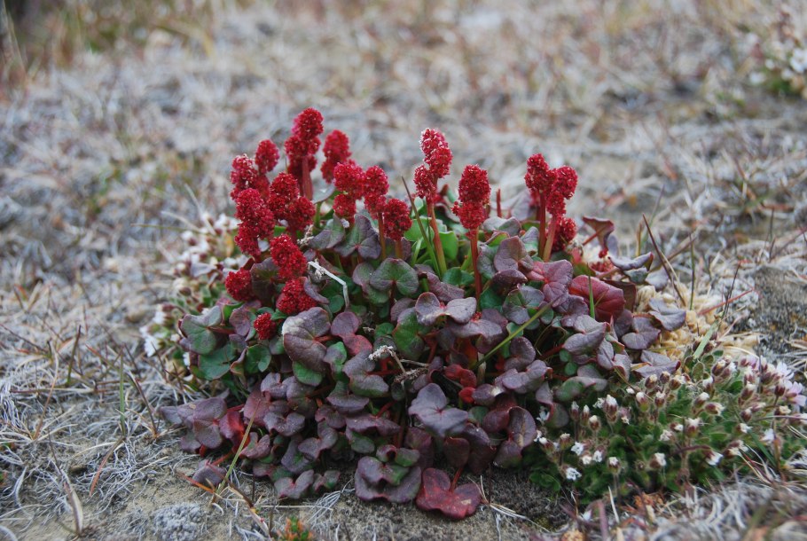 Камнеломка Северная Франца Иосифа