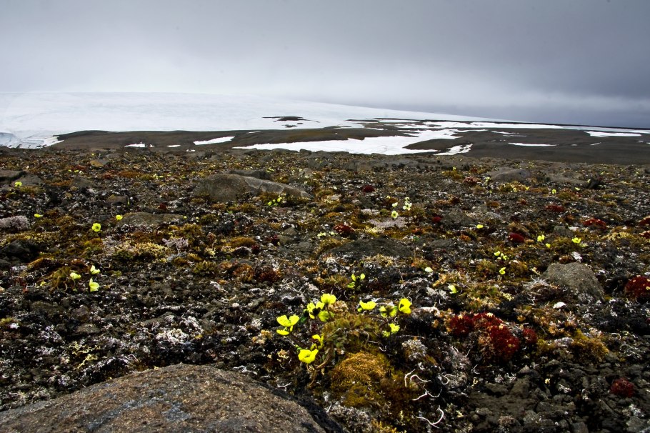 Земля Франца Иосифа жители