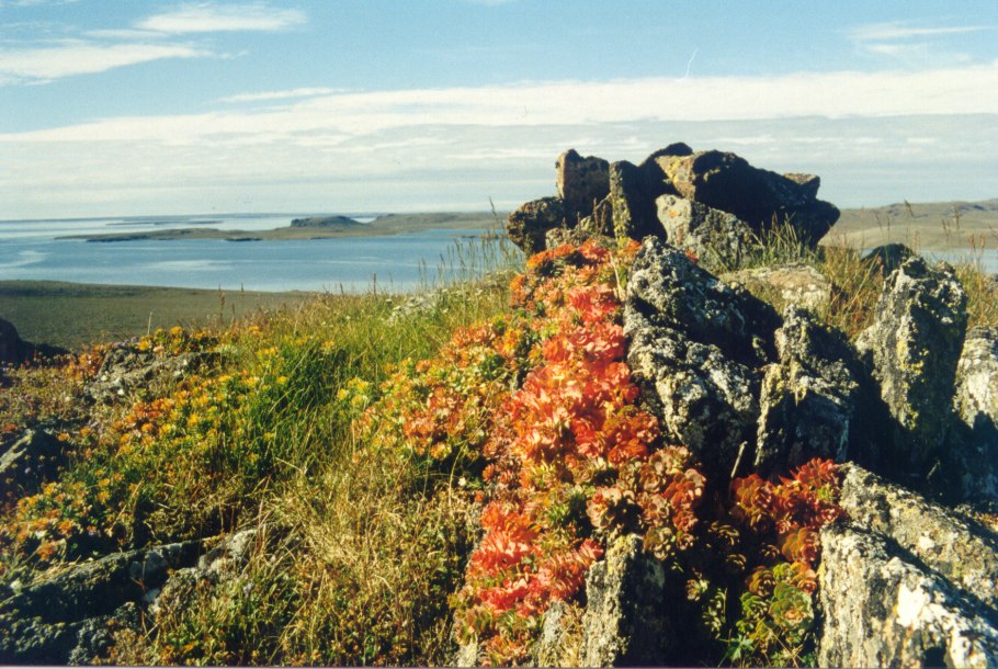 Земля Франца Иосифа медведи