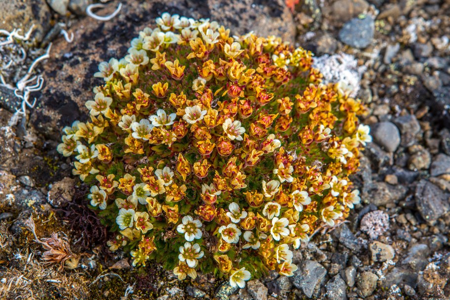 Фауна земля Франца Иосифа