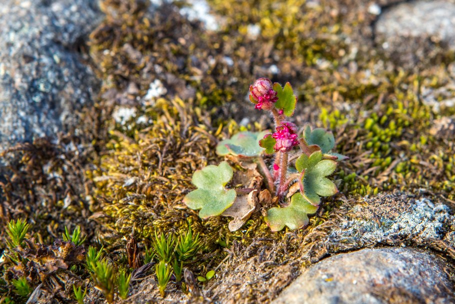 Русская Арктика национальный парк Флора