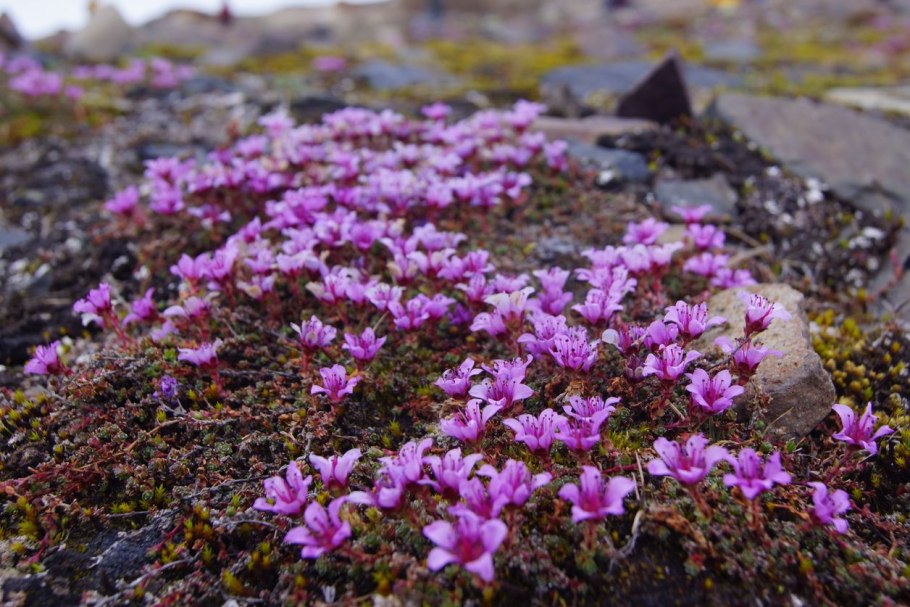 2 Федеральных заказника земли Франца Иосифа