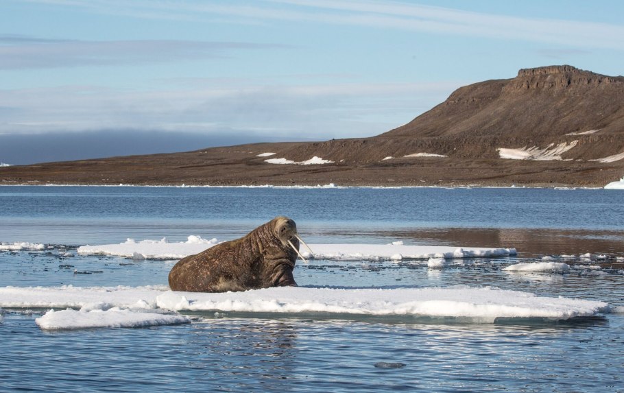 Земля Франца Иосифа летом
