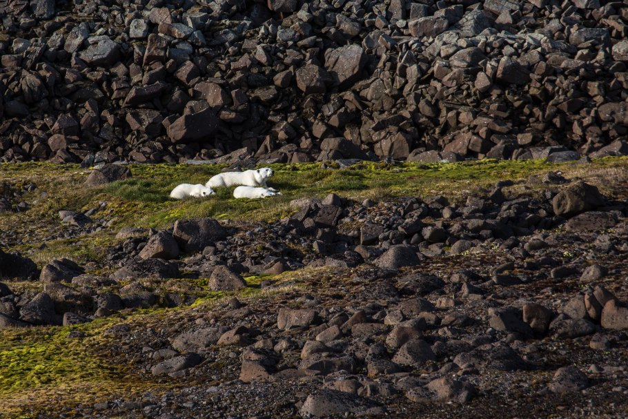 Национальный парк «русская Арктика» писец