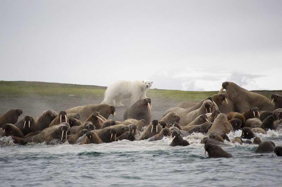 Земля Франца-Иосифа растительный мир