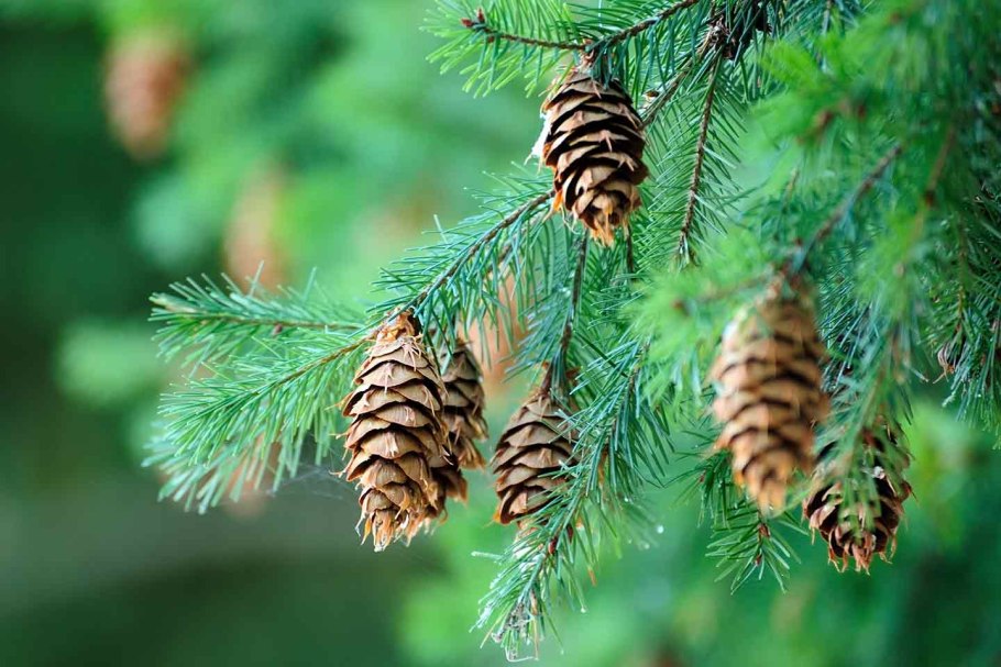 Кедр Гималайский Хвоинка