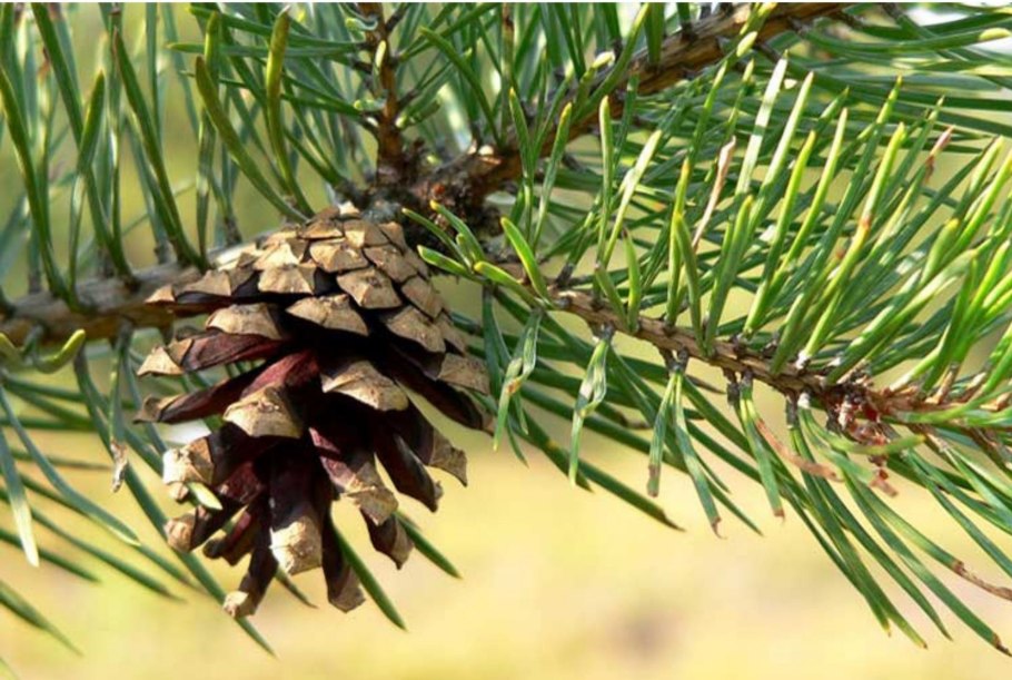 Кипарисовик Лавсона хвоя