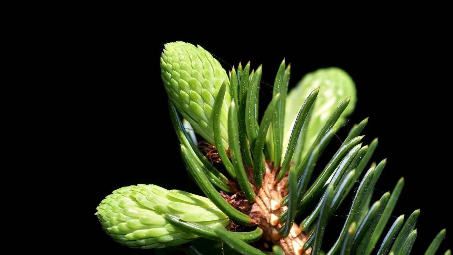 Пихта Киликийская