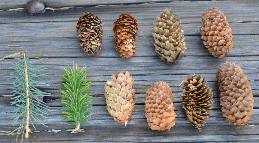 Голосеменные хвойные сосновые