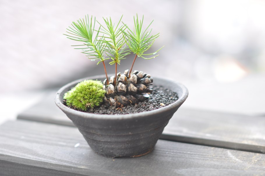 Сосна обыкновенная Пинус