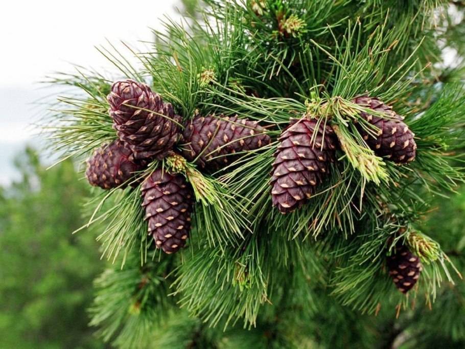Лиственница дерево шишки