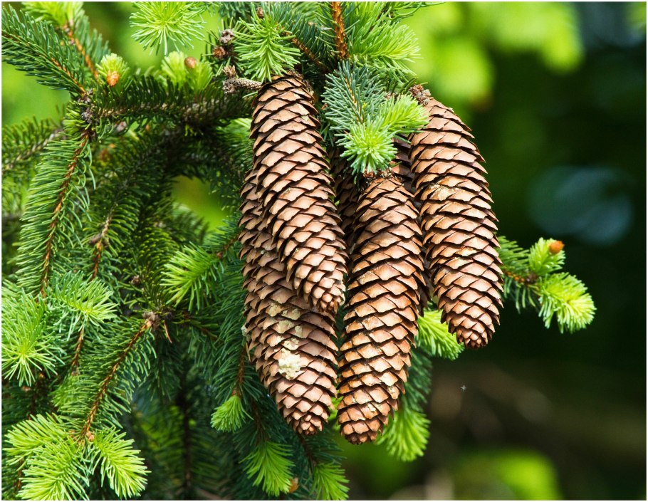 Ель Аянская шишки