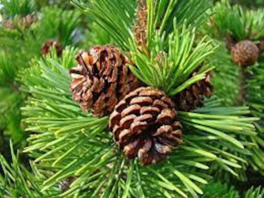 Ель европейская Picea Abies