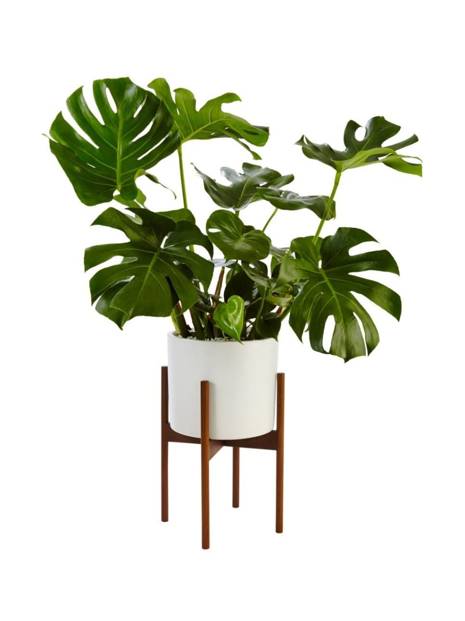 Монстера деликатесная (Monstera deliciosa)