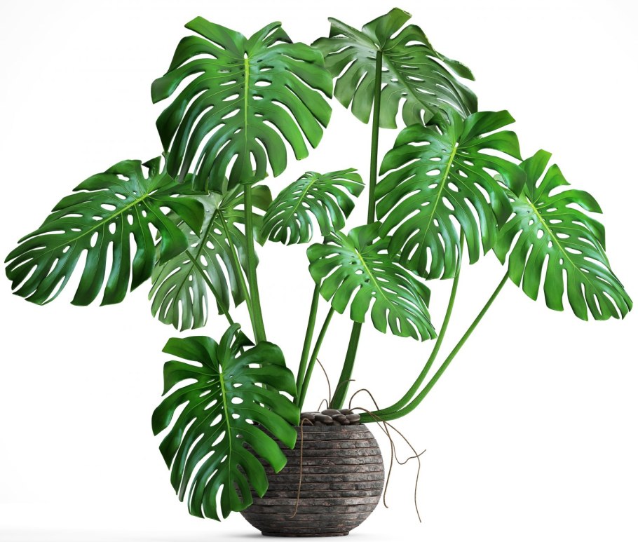 Монстера деликатесная (Monstera deliciosa)