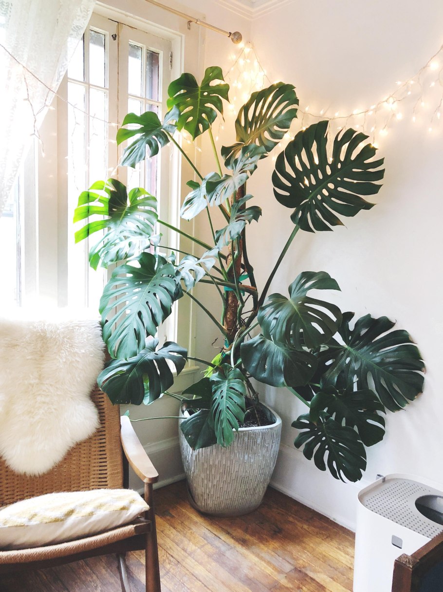 Монстера (Monstera)