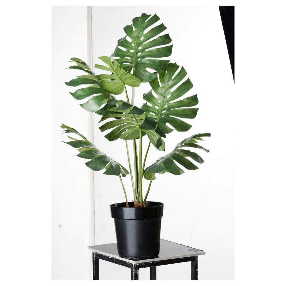 Монстера (Monstera)