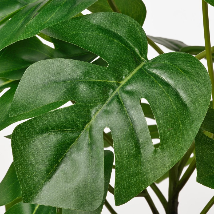 Indoor Plants монстера