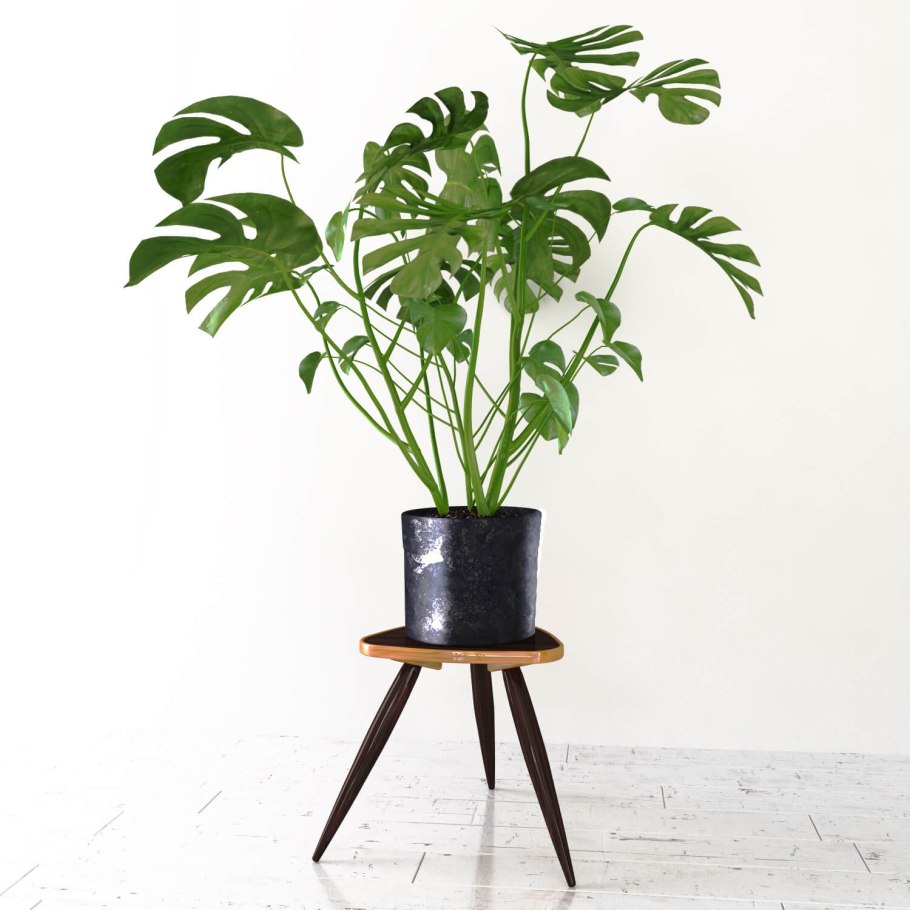 Urban Jungle интерьер Калатея