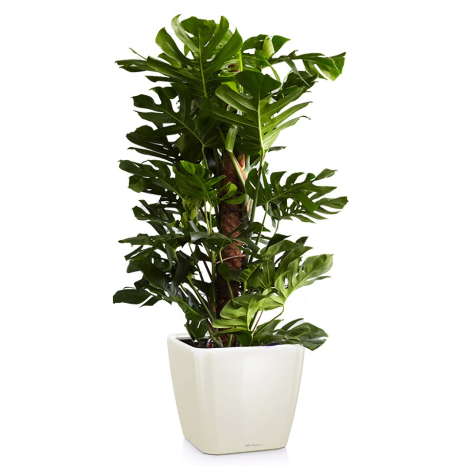 Монстера Делициоза (Monstera deliciosa)