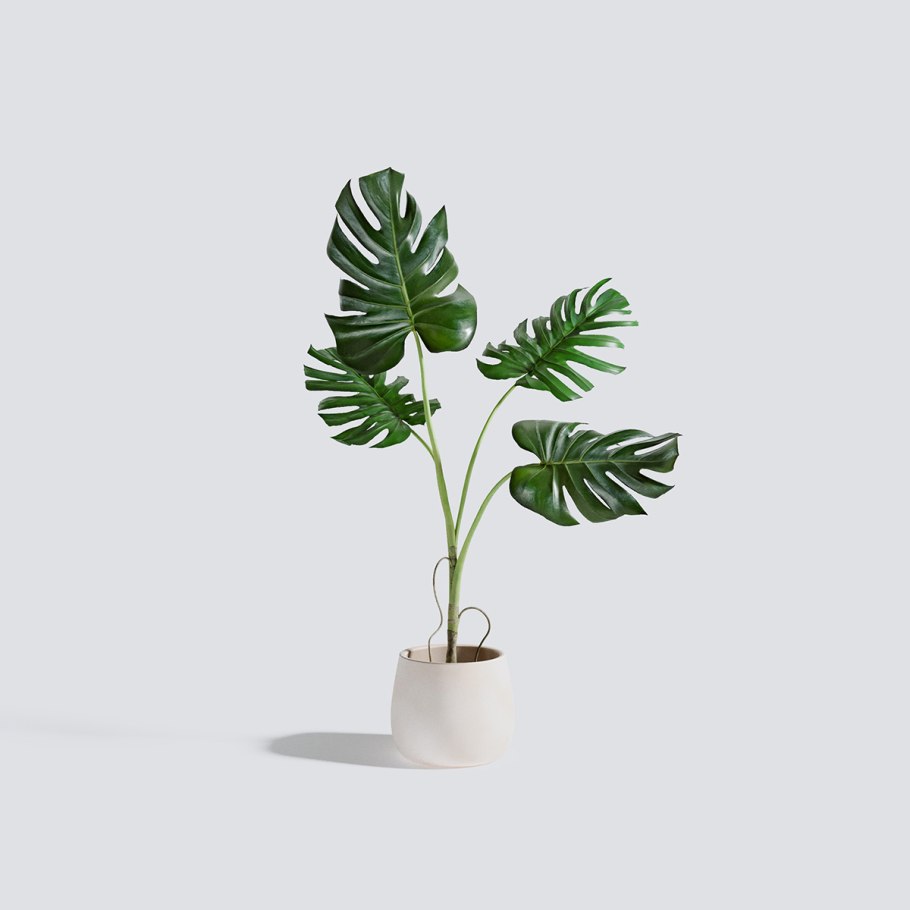 Монстера привлекательная ( Monstera deliciosa)