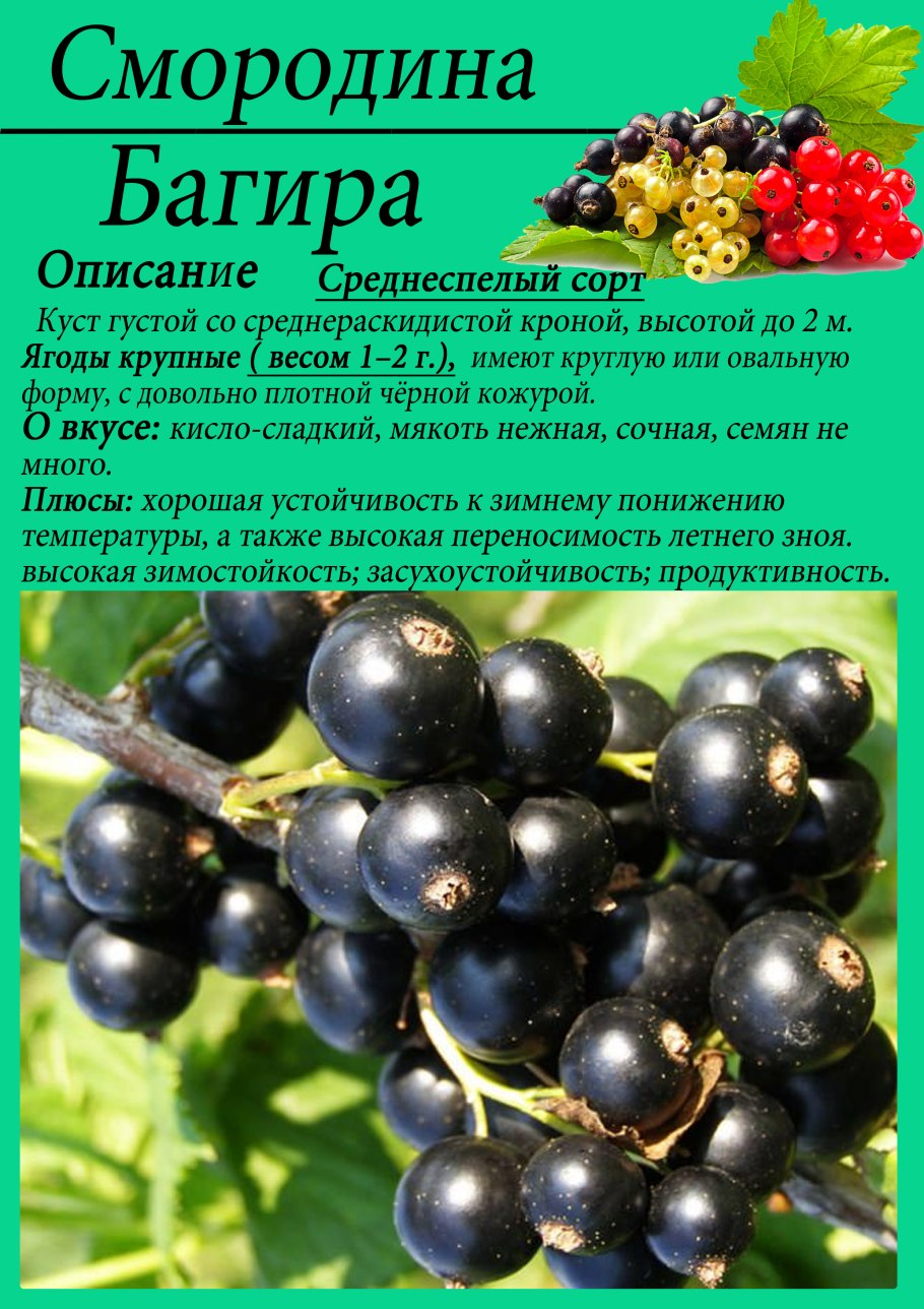 Смородина черная Селеченская 2