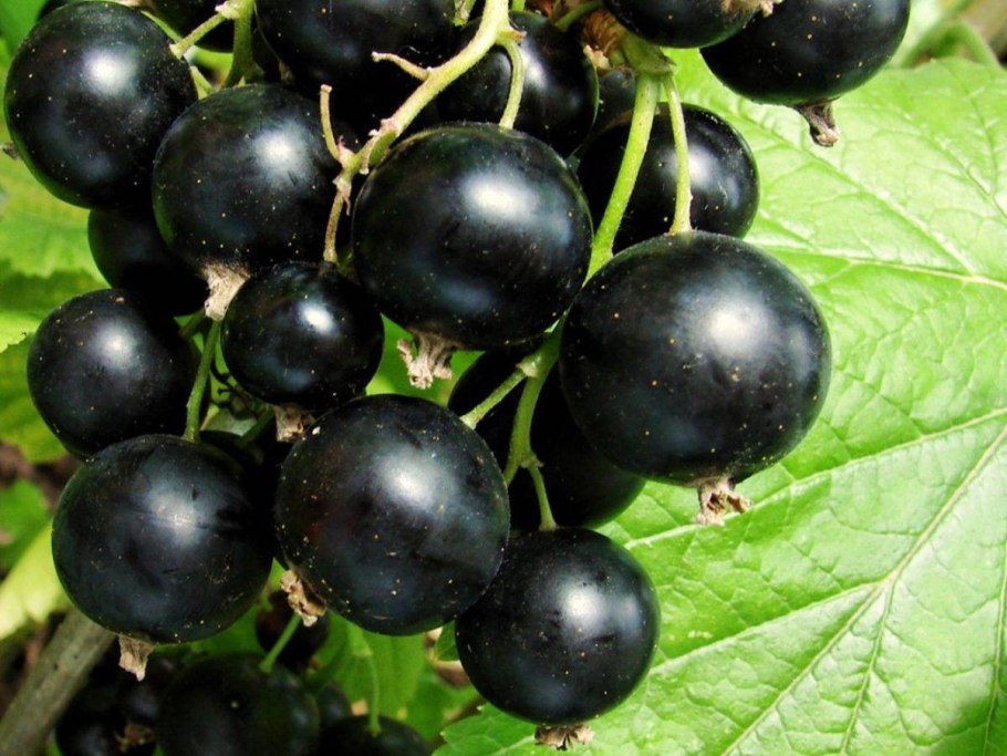 Смородина Селеченская 2