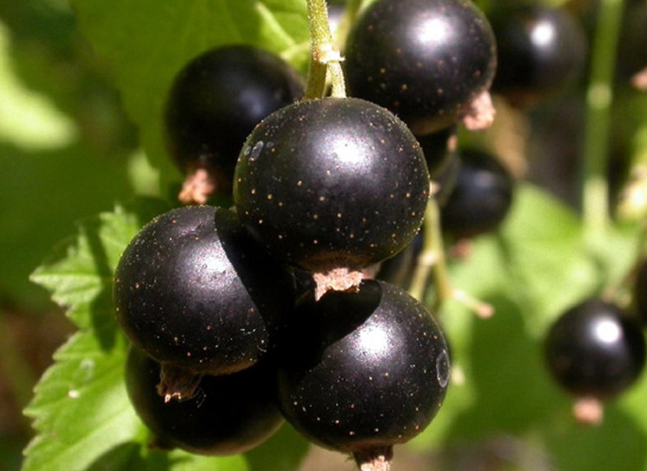 Смородина черная Литвиновская