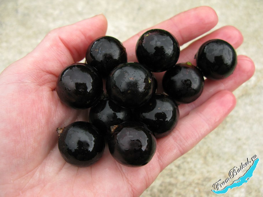 Смородина черная Пигмей