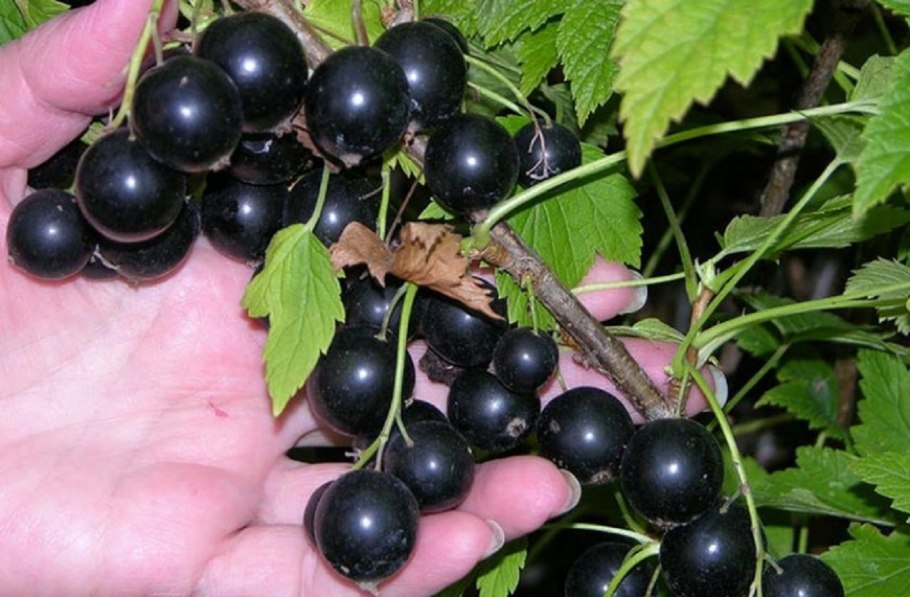 Смородиня чёрная сорт Добрыня