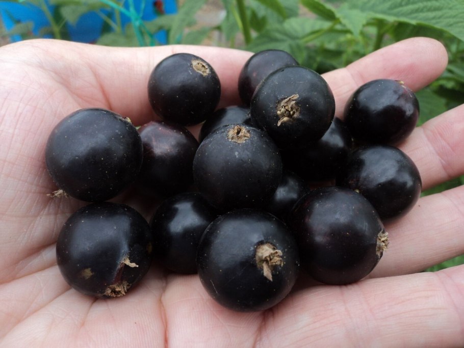 Смородина Гронисс