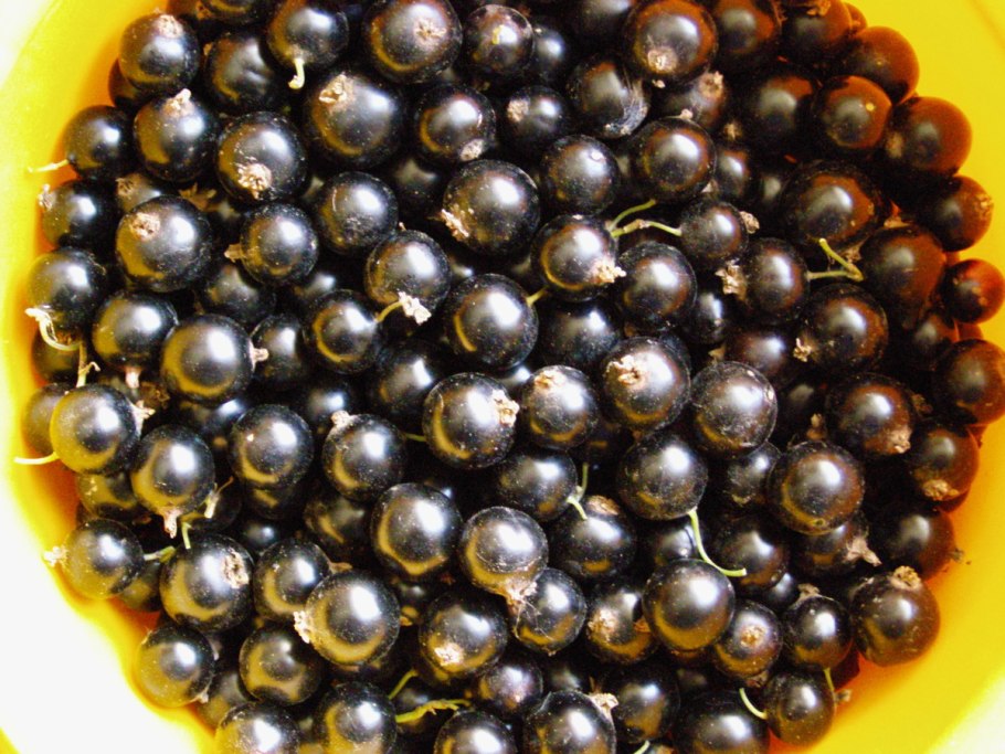 Смородина черная подарок Кузиору