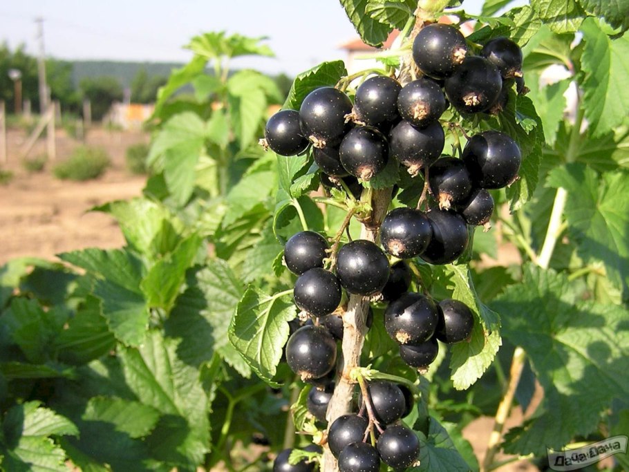 Смородина черная Гулливер