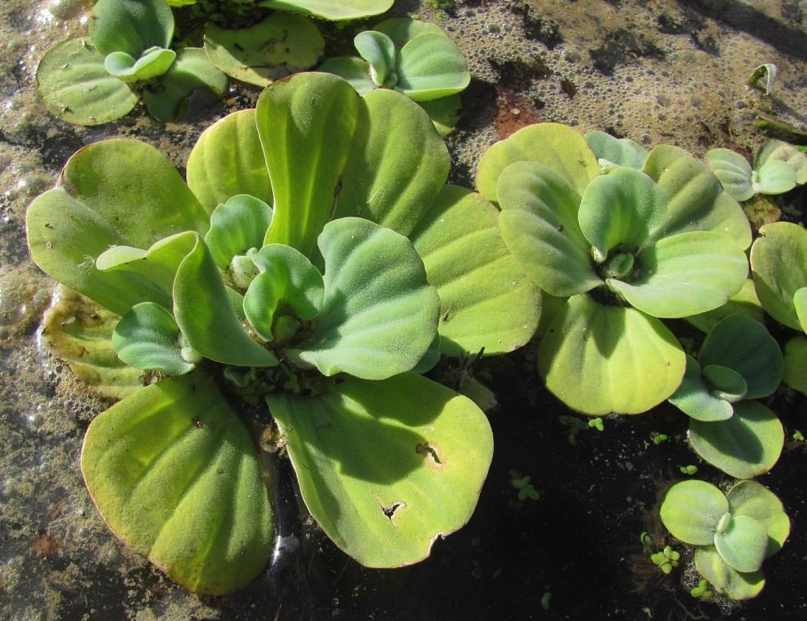 Пистия телорезовидная Pistia Stratiotes