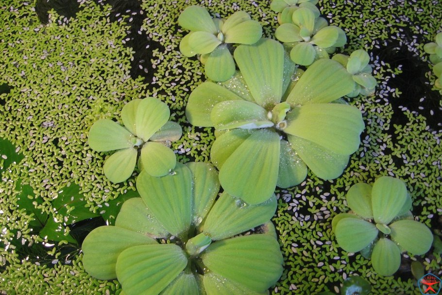 Пистия аквариумное растение цветет